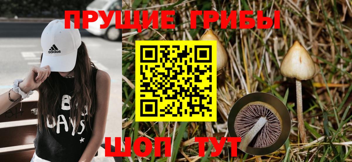 Бузулук  Галлюциногенные грибы Cubensis  Вход с VPN 